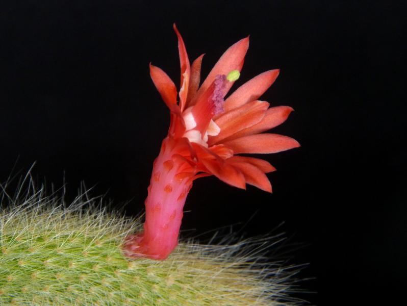 Flower of mother plant