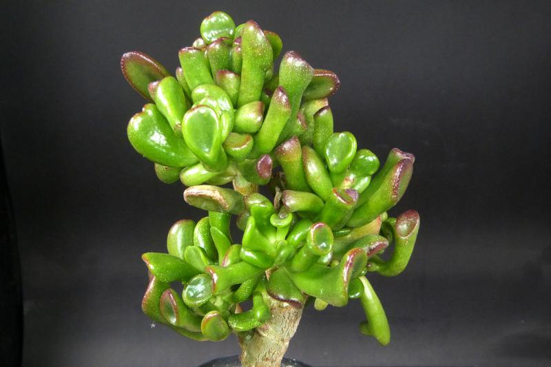 Sales plant (sample)