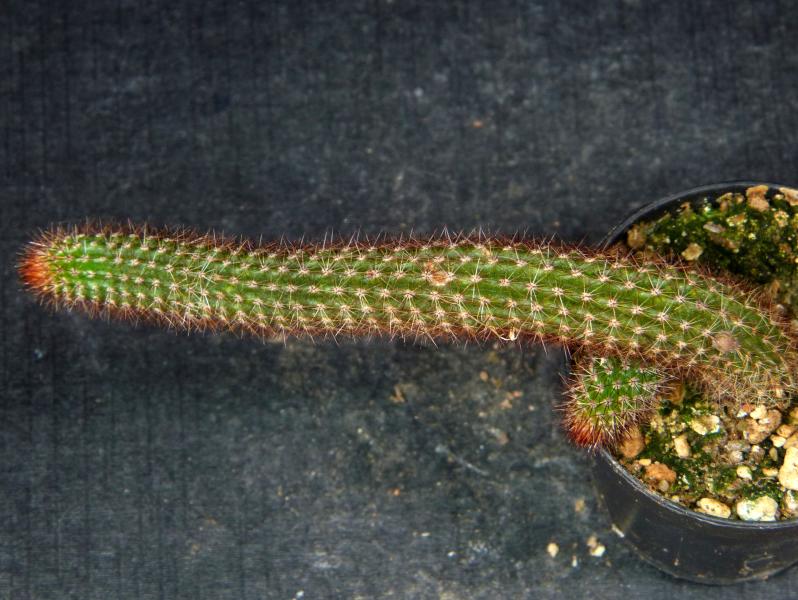Sales plant (sample)