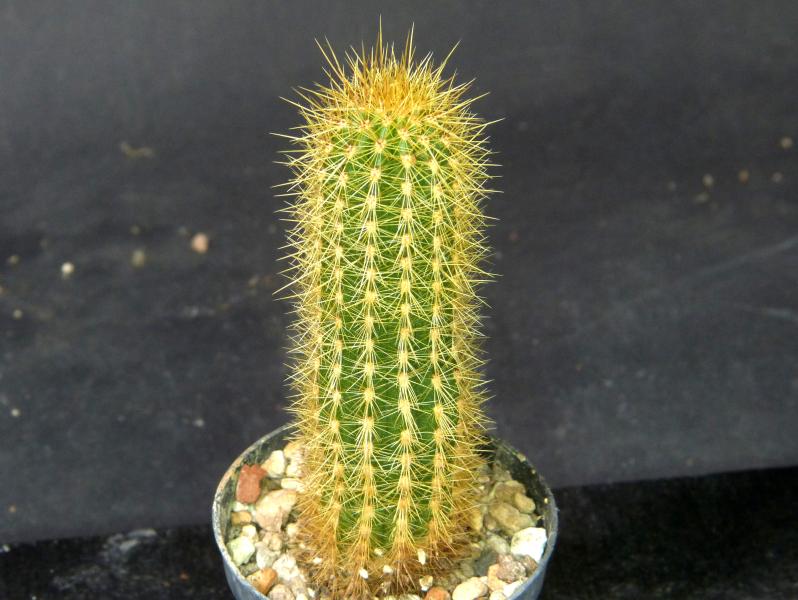 Sales plant (sample)