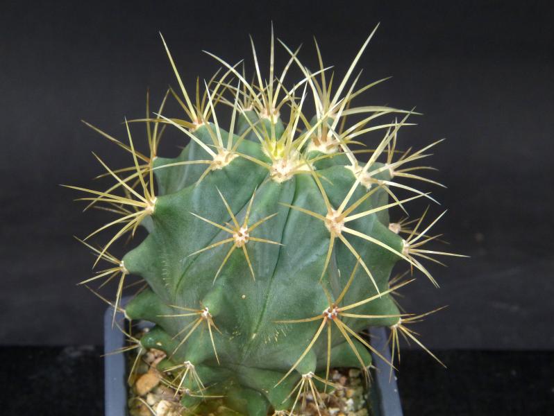 Ferocactus glaucescens