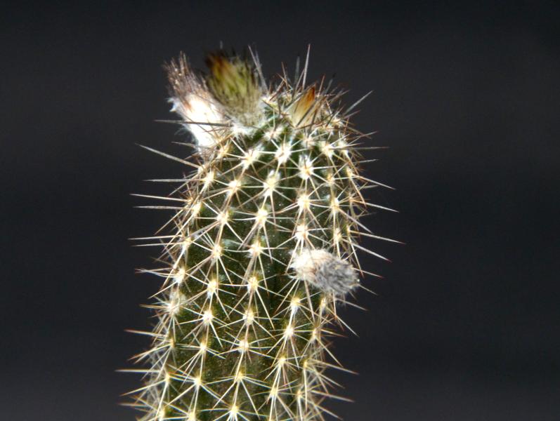 Verkaufspflanze (Beispiel)