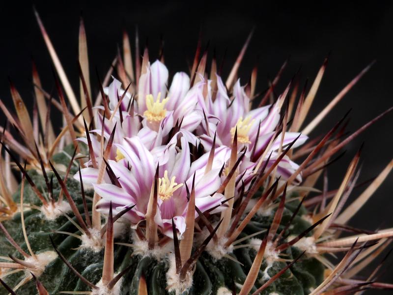 Stenocactus lamellosus (Samen)