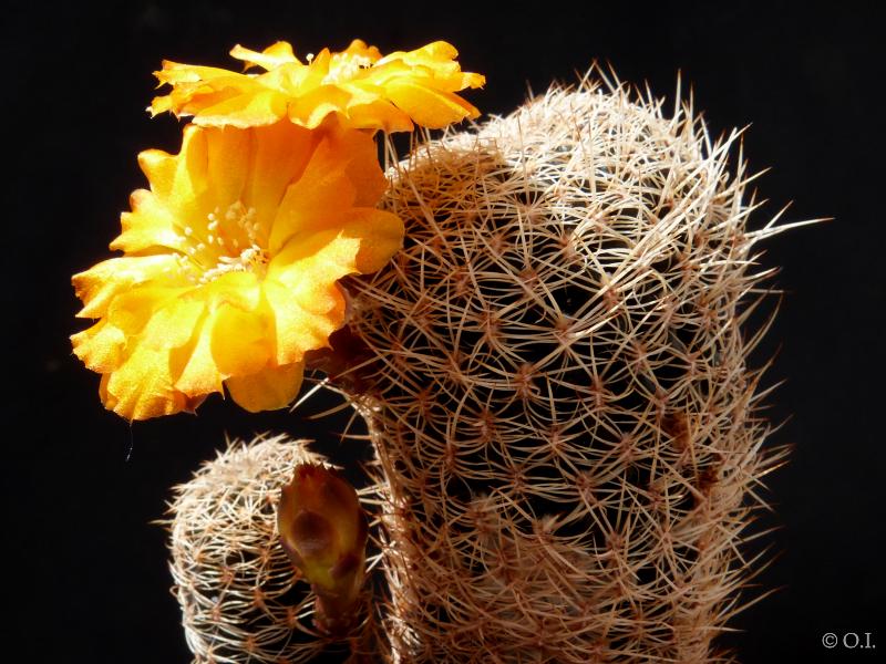 Sulcorebutia breviflora
