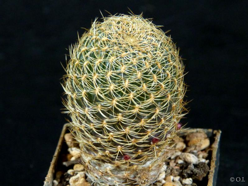 Sulcorebutia breviflora