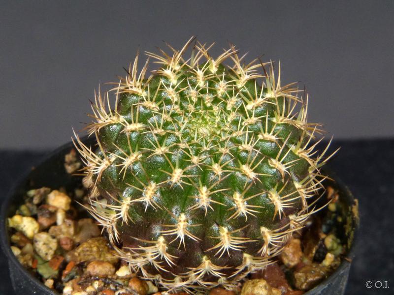 Sales plant (sample)