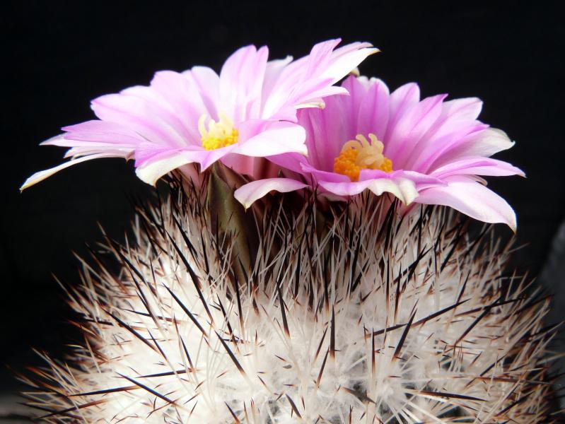 Blüten der Mutterpflanze