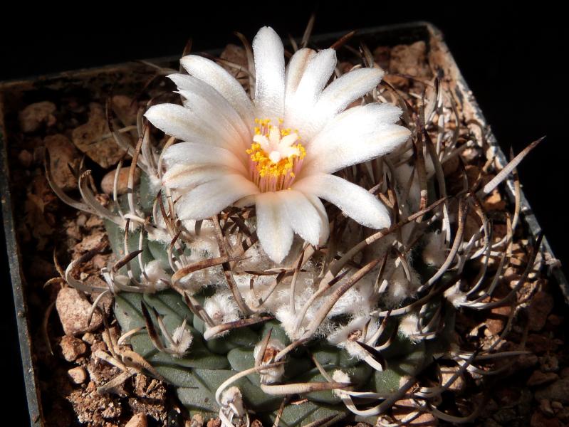 Motherplant with flower