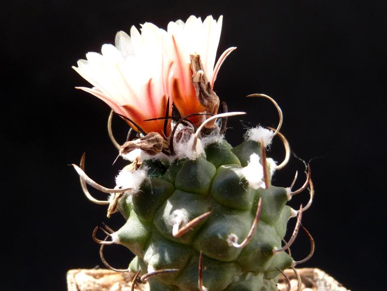 Turbinicarpus miquiana