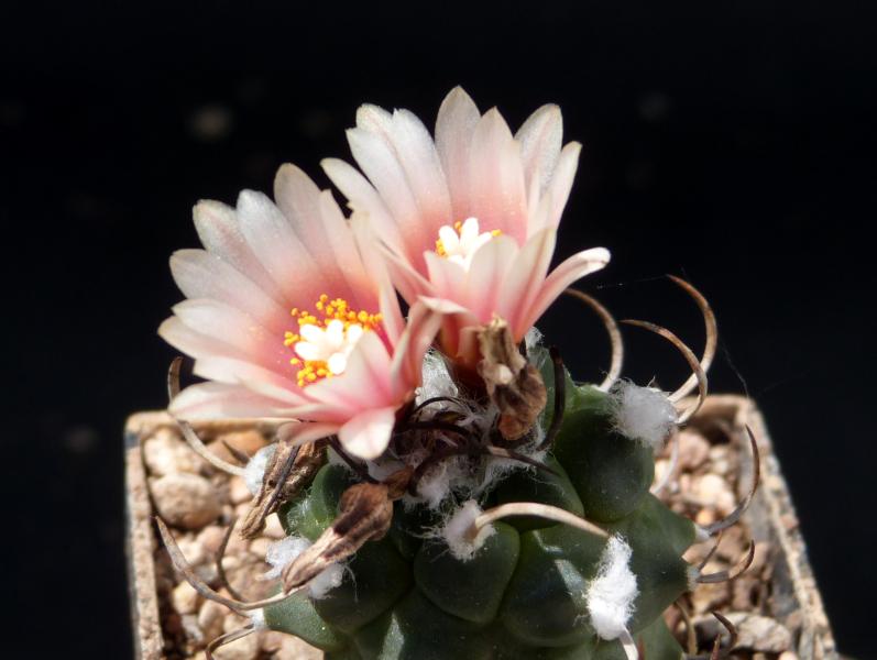 Seedling with flowers