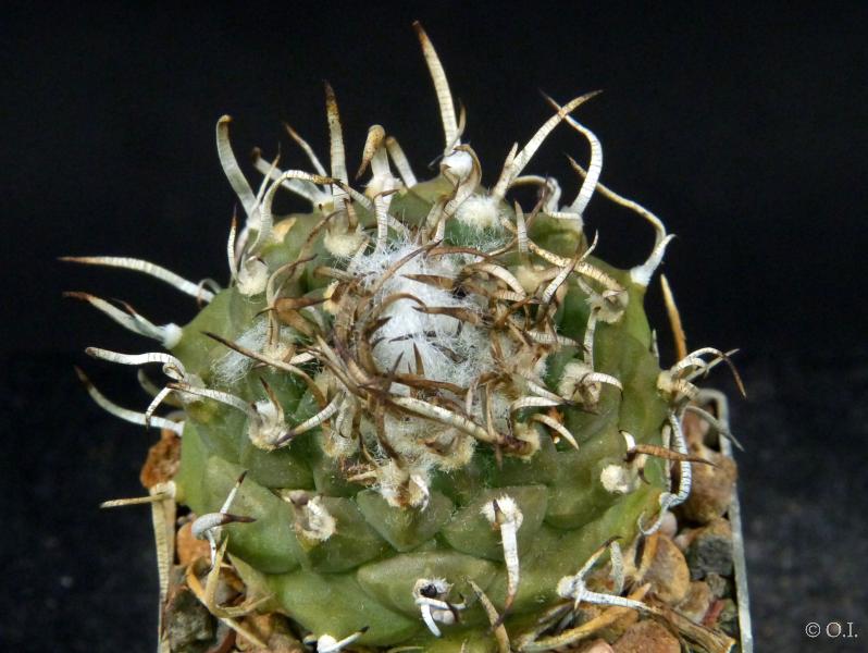 Turbinicarpus miquiana