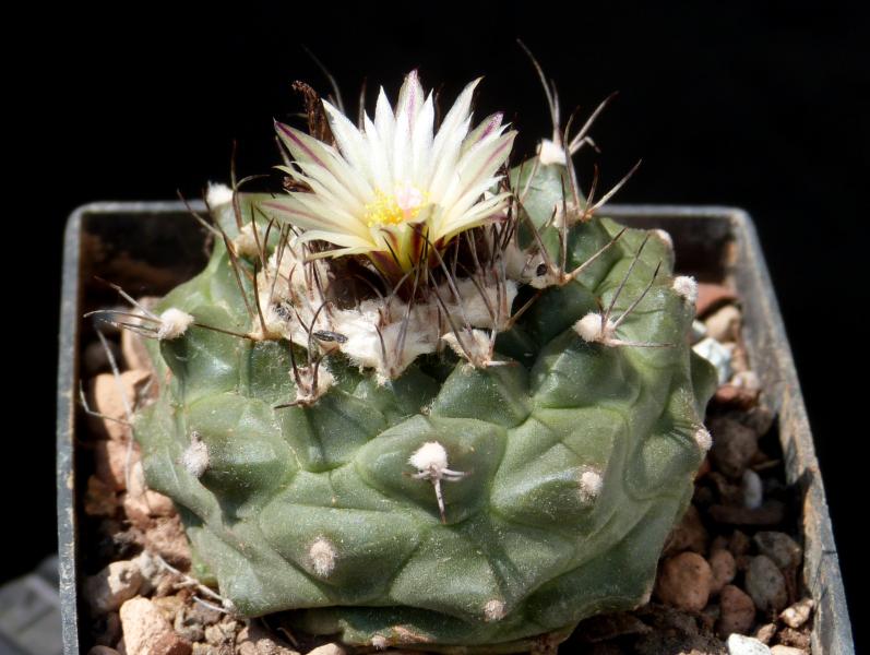Mother plant