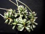 Adromischus cooperi