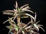 Aloe Hybrid "Pink Blush"