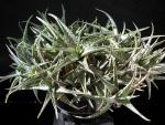 Aloe Hybrid "Snow Flake"