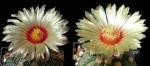 Astrophytum asterias hybrid (seeds)