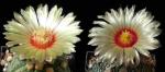 Astrophytum asterias Hybride (Samen)