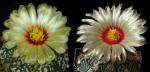 Astrophytum asterias Hybride (Samen)