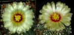 Astrophytum asterias Hybride (Samen)