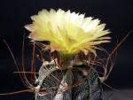 Astrophytum crassispinum Hybrid