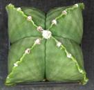 Astrophytum myriostigma cv. quadrocostatum nudum (seeds)