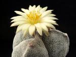 Astrophytum myriostigma cv. tricostatum (seeds)