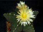 Astrophytum myriostigma var. nudum