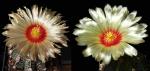 Astrophytum asterias Hybride (Samen)