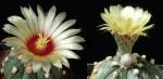 Astrophytum asterias Hybride (Samen)