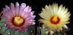 Astrophytum asterias hybrid (seeds)
