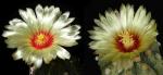 Astrophytum asterias Hybride (Samen)