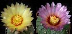 Astrophytum asterias Hybride (Samen)