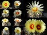 Astrophytum  Mischung (Samen)