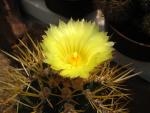 Astrophytum ornatum