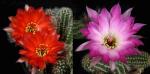 Chamaecereus Hybrid 'bright-red' x 'Edith' (seeds)