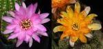 Chamaecereus Hybride 'Mistake' x 'Lincoln Frills' (Samen)