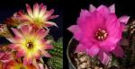 Chamaecereus Hybrid "Rügens Flamme" x 'purple' (seeds)