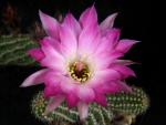 Chamaecereus Hybride 'Edith'