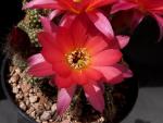 Chamaecereus Hybrid 'El Gigante'