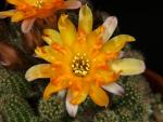 Chamaecereus Hybrid 'Lincoln Frills'