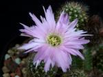 Chamaecereus Hybrid 'Lincoln Paradise'