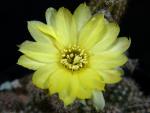 Chamaecereus Hybride "Papagei unikum"