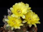 Chamaecereus Hybride "gelb"