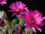 Chamaecereus Hybrid "violet"