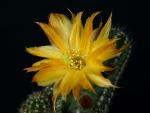 Chamaecereus Hybride "gelb" OIL.2016.16.11