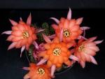 Chamaecereus Hybride "rosa-orange