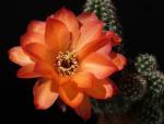 Chamaecereus Hybrid "orange" OIL.2016.16.12