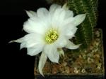 Chamaecereus Hybride "weiß" OIL2020.20.05
