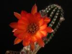 Chamaecereus Hybrid "orange" OIL.2016.16.17