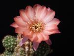 Chamaecereus Hybride "rosa"